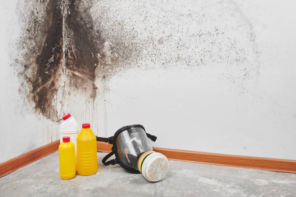 Best DIY Mold Remediation Support Services in Farmersville, TX