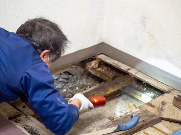 Best Post-Remediation Services in Farmersville, TX