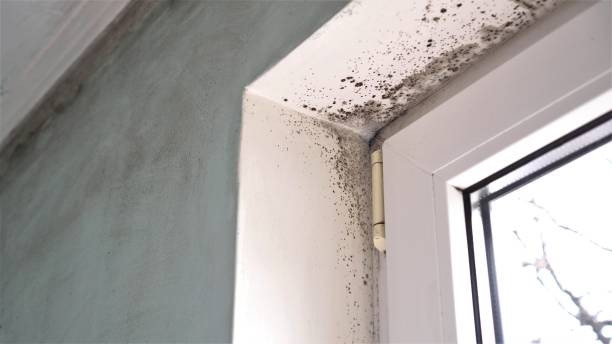 Best Residential Mold Remediation in Farmersville, TX