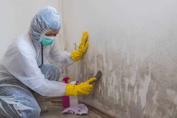 Reliable Farmersville, TX Mold Remediation Solutions