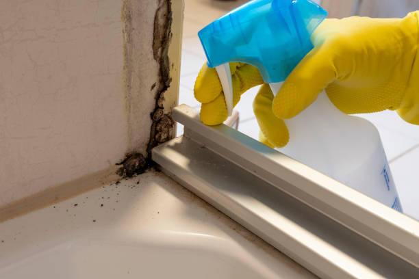 Best Basement Mold Remediation in Farmersville, TX