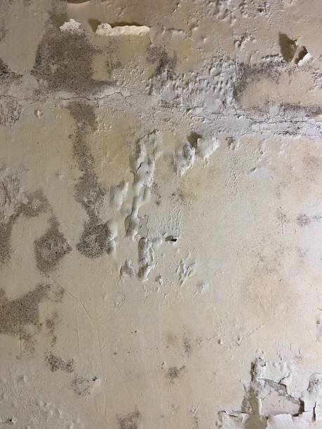 Best Industrial Mold Remediation in Farmersville, TX