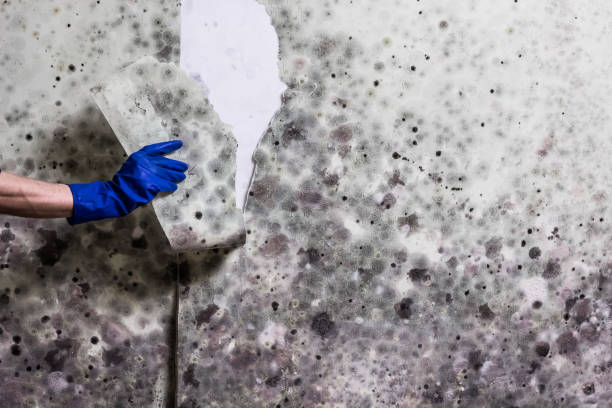 Reliable Farmersville, TX Mold Remediation Solutions