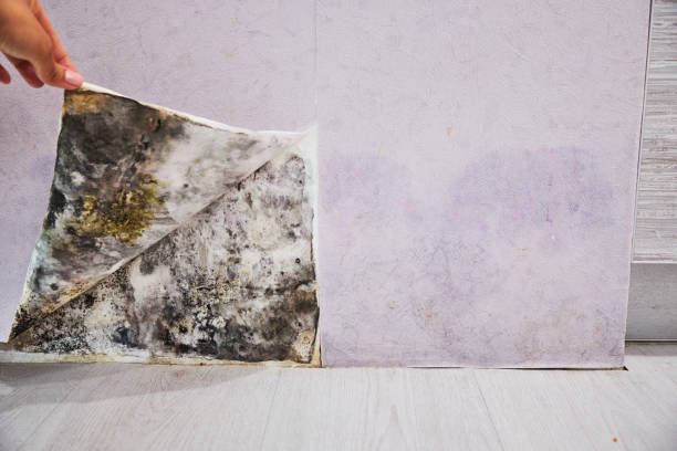 Best Mold Remediation for Specific Building Types in Farmersville, TX